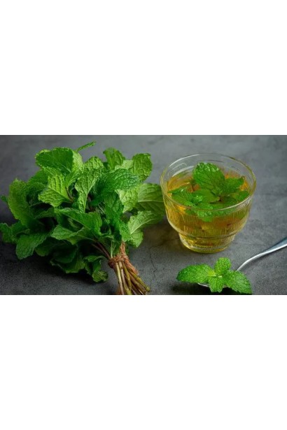 М’ята мохітна